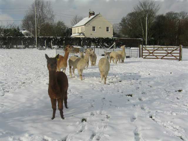 Alpacas in the Snow